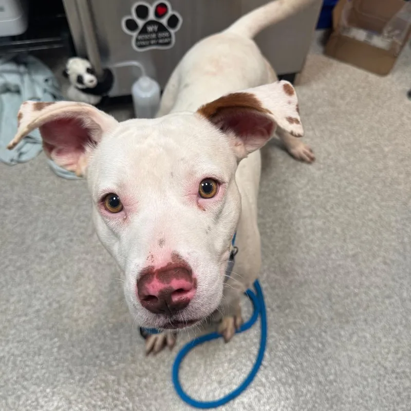 A young medium-sized male White / Cream English Bulldog dog named Sven for adoption in Englewood, FL