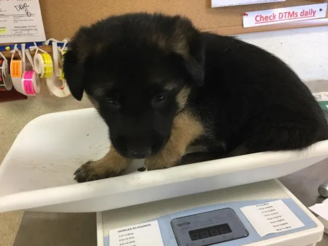 A young small-sized male German Shepherd Dog dog named Bruno for adoption in Riverside, CA