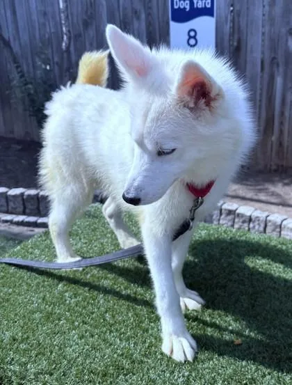 An adult medium-sized female Husky dog named Rozey for adoption in Washington, DC