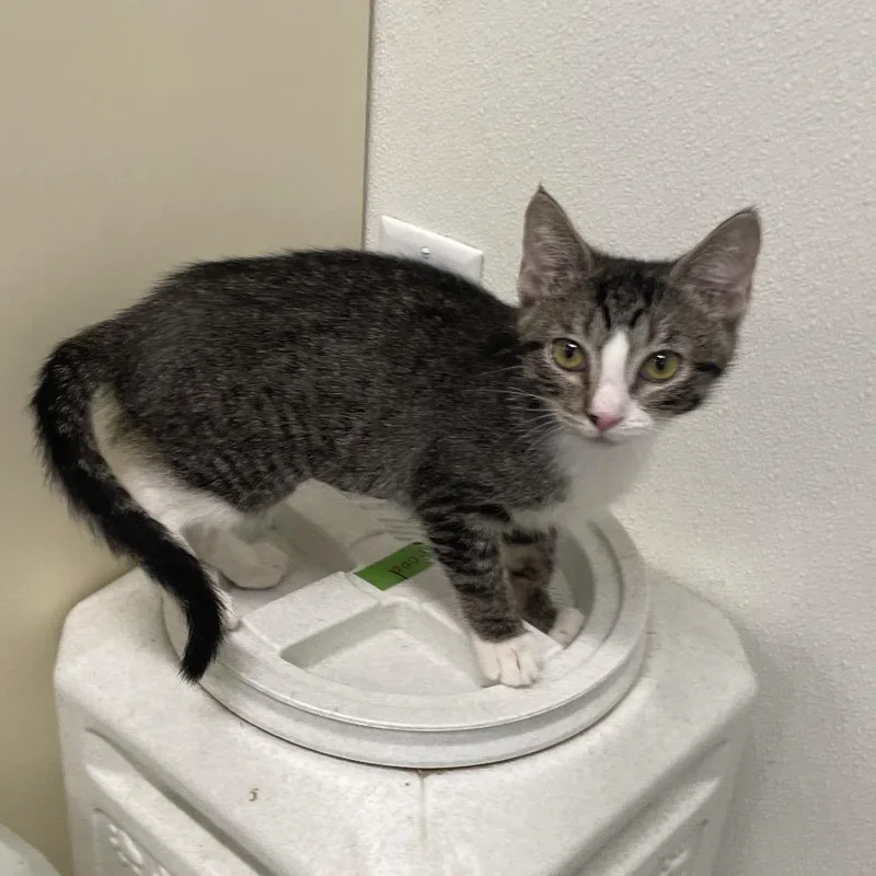 A baby small-sized female Brown / Chocolate Domestic Short Hair cat named Fajita for adoption in Garfield, AR