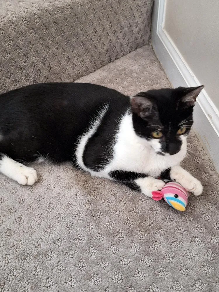 A young medium-sized male Black & White / Tuxedo Domestic Short Hair cat named Binks for adoption in Smithfield, VA
