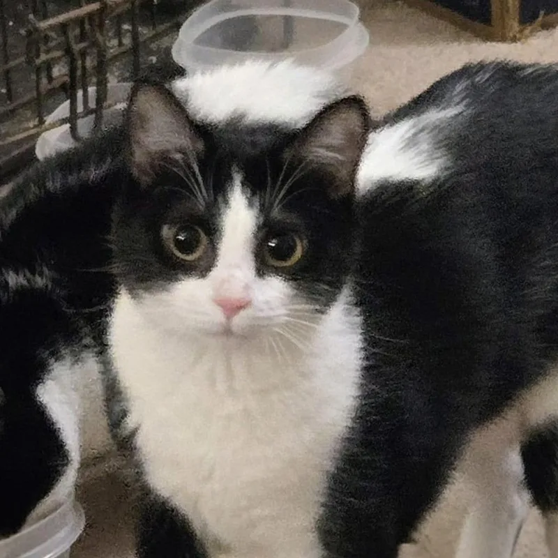 A young medium-sized female Black Domestic Short Hair cat named Gizmo for adoption in Auburn, AL