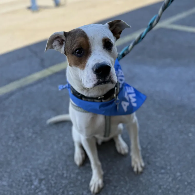 A young medium-sized male Brown / Chocolate Pit Bull Terrier dog named Yoda for adoption in Columbia, SC