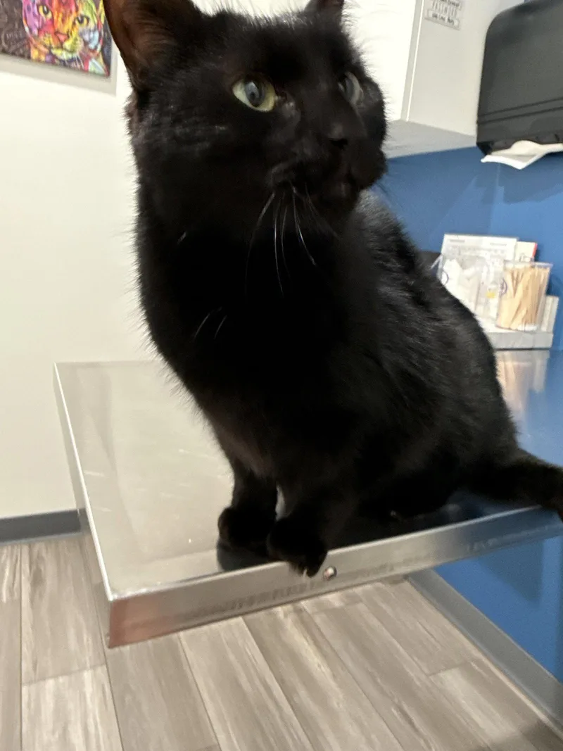 An adult medium-sized male Black Domestic Short Hair cat named Kal for adoption in Walled Lake, MI