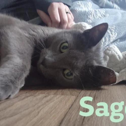 An adult large-sized male Gray / Blue / Silver Domestic Short Hair cat named Sage for adoption in Seven Valleys, PA