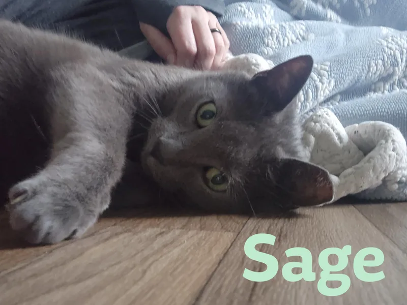 Sage thumbnail 3