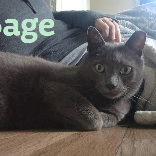 Sage thumbnail 4