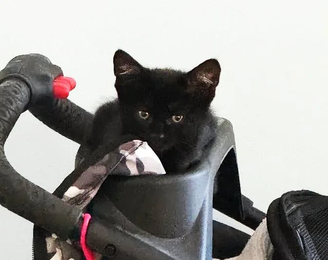 A baby medium-sized female Black Domestic Short Hair cat named Wicker for adoption in Lombard, IL