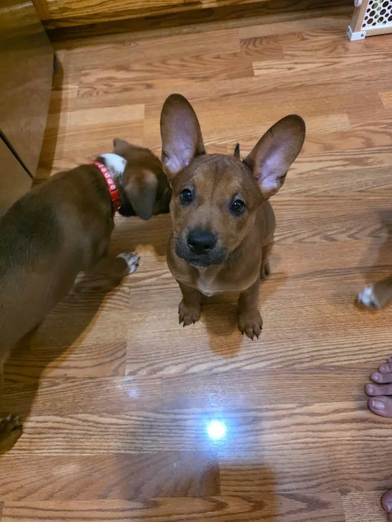 A baby medium-sized female Boxer dog named Bluey for adoption in Minneapolis, MN