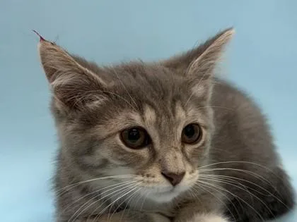 A baby small-sized female Domestic Short Hair cat named Suvi for adoption in Woodbury, MN