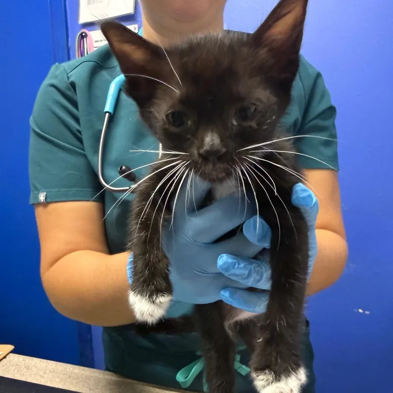 A baby small-sized male Black Domestic Short Hair cat named Franken Berry for adoption in Wahiawa, HI
