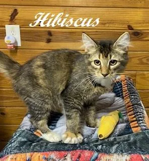 A young medium-sized female Calico cat named Hibiscus for adoption in Southern Pines, NC