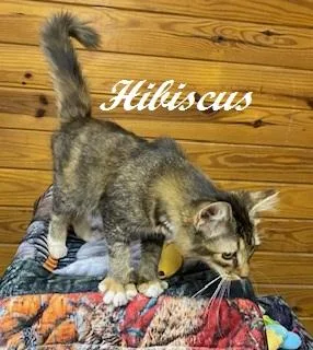 Hibiscus thumbnail 4