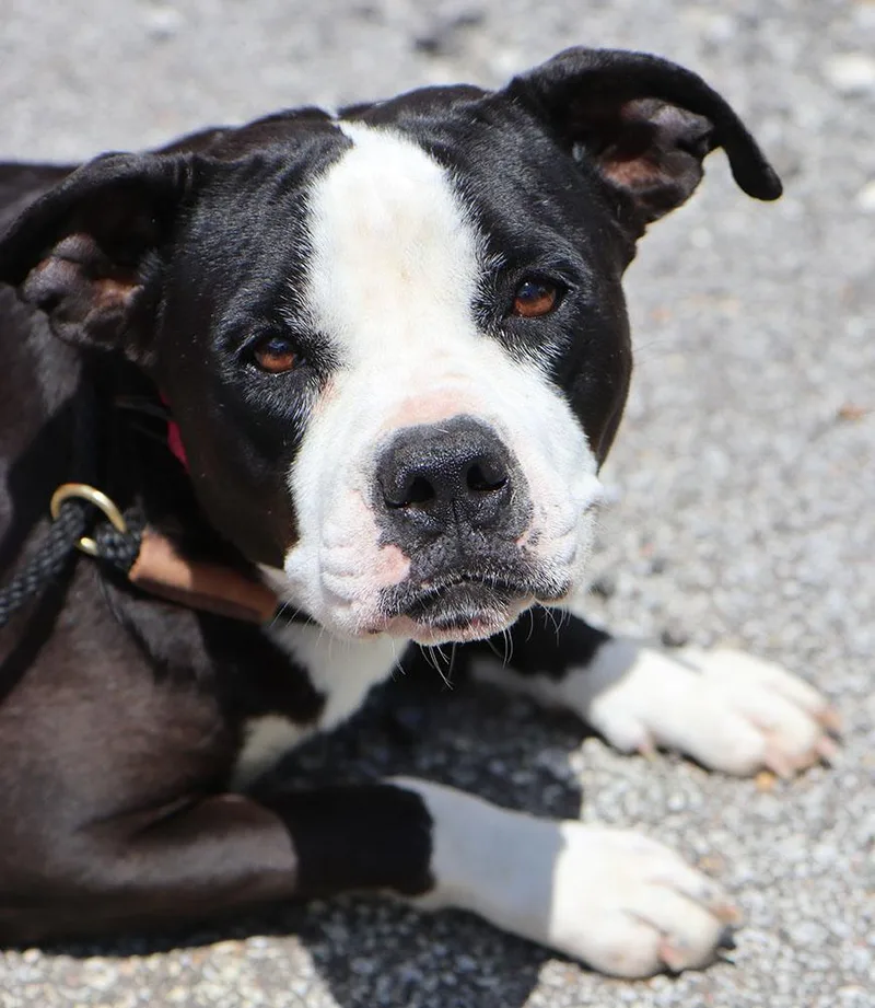 A young medium-sized female Black Bulldog dog named Cookie for adoption in Kansas City, KS