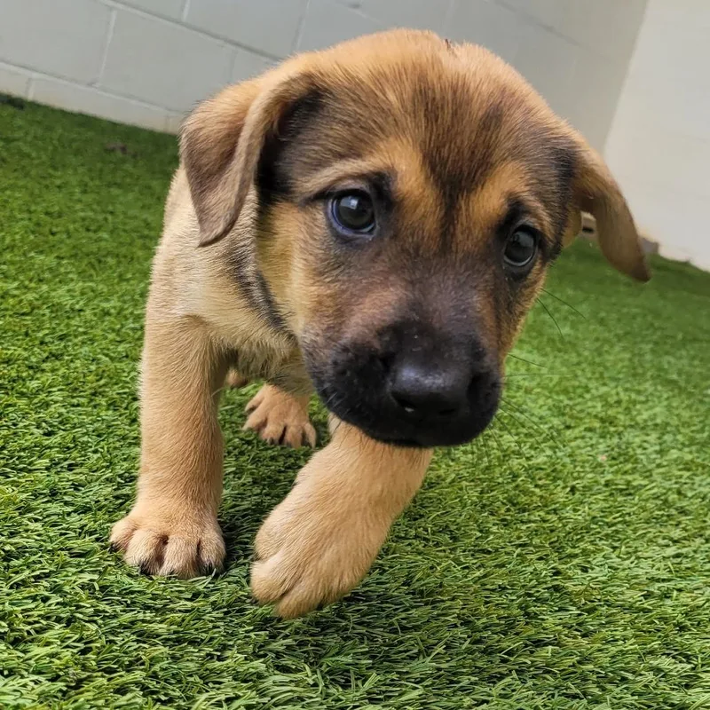 A baby medium-sized male Black Mixed Breed dog named Rocky Road for adoption in LOXAHATCHEE, FL