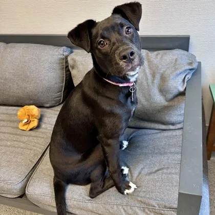 Stormfly thumbnail 2