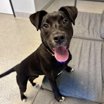 An adult medium-sized female Black Mixed Breed dog named Stormfly for adoption in Lansing, MI