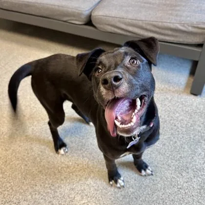 Stormfly thumbnail 3