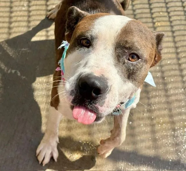 An adult medium-sized male Pit Bull Terrier dog named George Foreman for adoption in Tulsa, OK