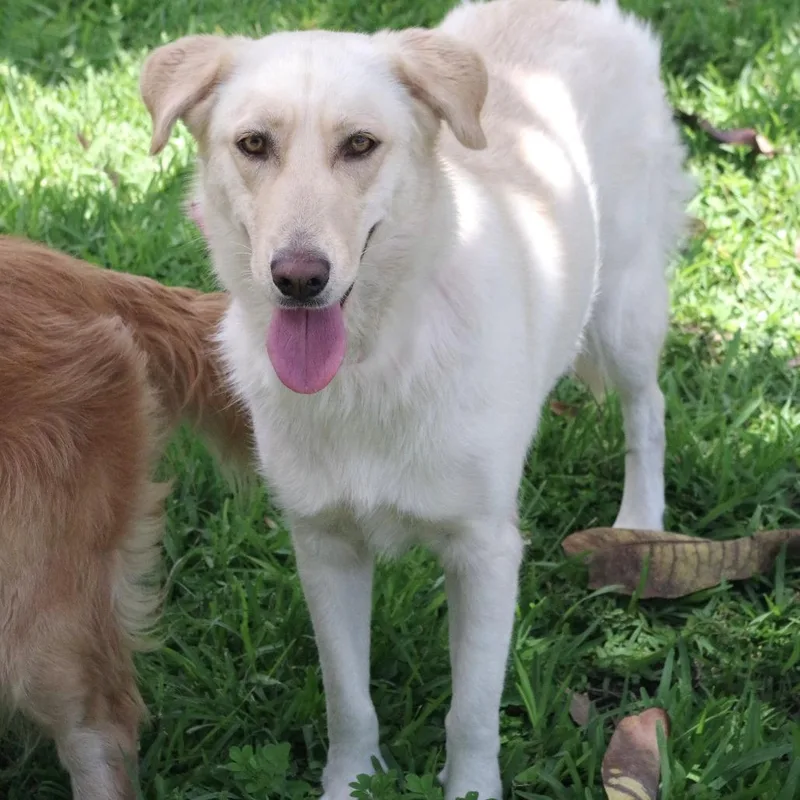 An adult medium-sized female Yellow / Tan / Blond / Fawn Labrador Retriever dog named Fina for adoption in Miami, FL