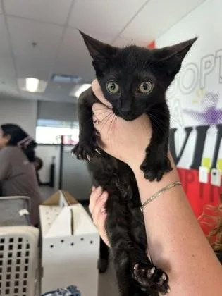A baby medium-sized female Domestic Short Hair cat named Suitland for adoption in West Chester, PA