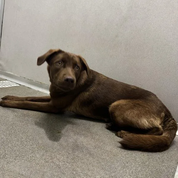 An adult medium-sized female Labrador Retriever dog named Claire for adoption in Des Moines, IA