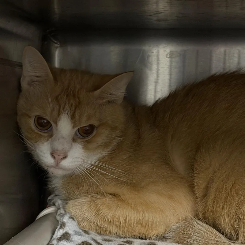 An adult medium-sized male Orange / Red Domestic Short Hair cat named Negan for adoption in Marion, VA
