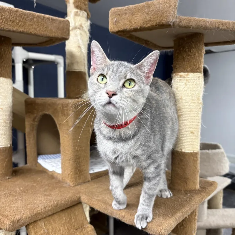 A young medium-sized female Tortoiseshell Domestic Short Hair cat named Shellie for adoption in Evansville, IN