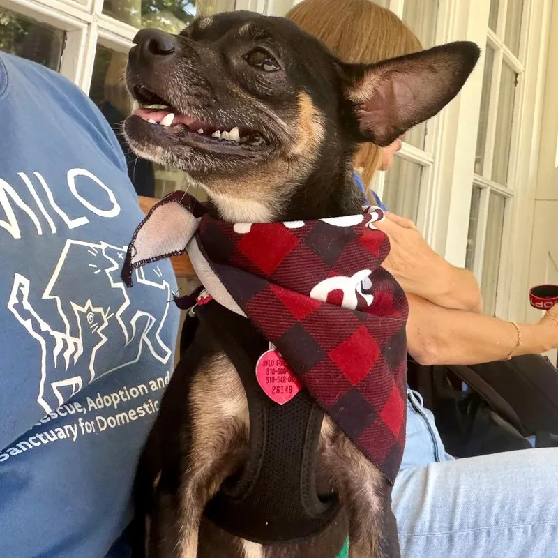 An adult small-sized female Chihuahua dog named Mimi for adoption in Point Richmond, CA