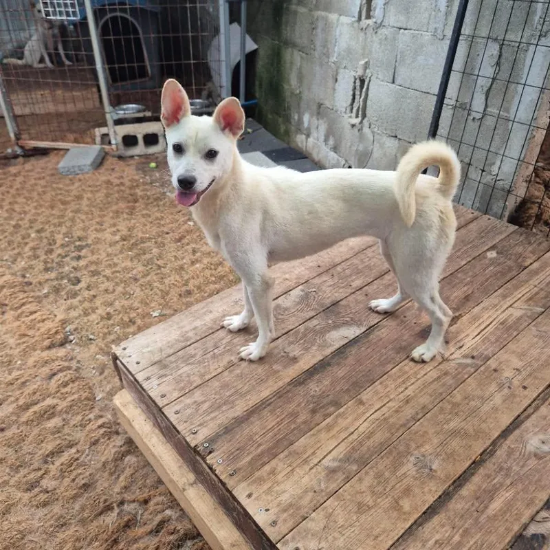 A young small-sized female White / Cream Jindo dog named Lisa HW+ for adoption in Northbrook, IL