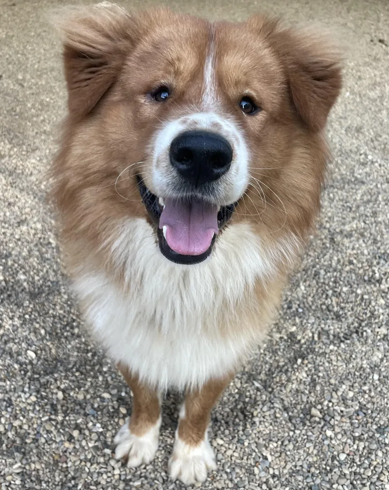 A young medium-sized male Yellow / Tan / Blond / Fawn Chow Chow dog named Fred for adoption in Lacon, IL