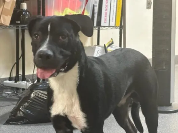 An adult large-sized male Mixed Breed dog named Achilles for adoption in Los Angeles, CA