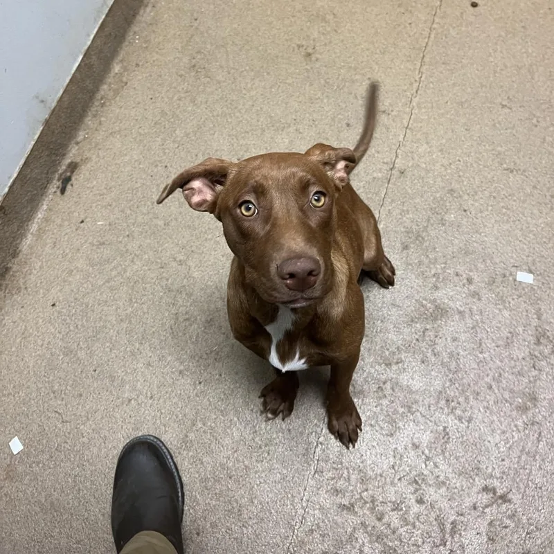 A young medium-sized female Brown / Chocolate Mixed Breed dog named Corn Dog for adoption in Chattanooga, TN