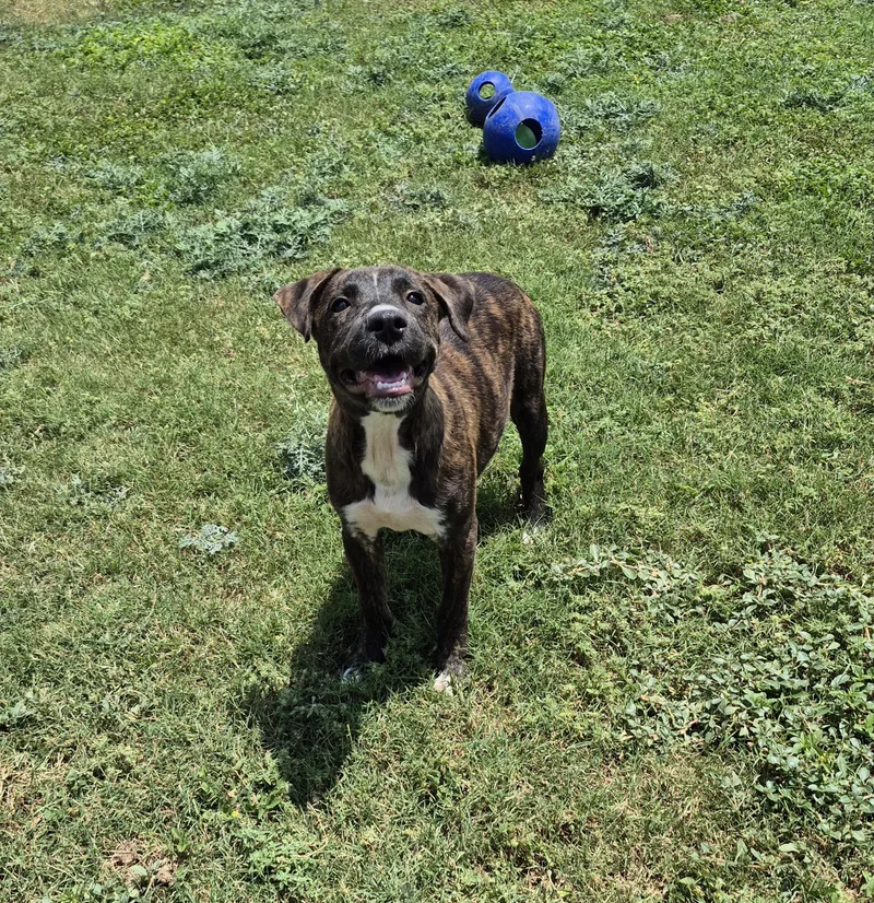A young medium-sized female Mixed Breed dog named Wynona for adoption in Schertz, TX
