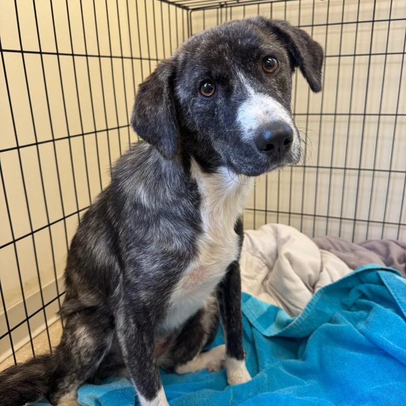 A young medium-sized female Brindle Mixed Breed dog named Fable for adoption in Red House, WV