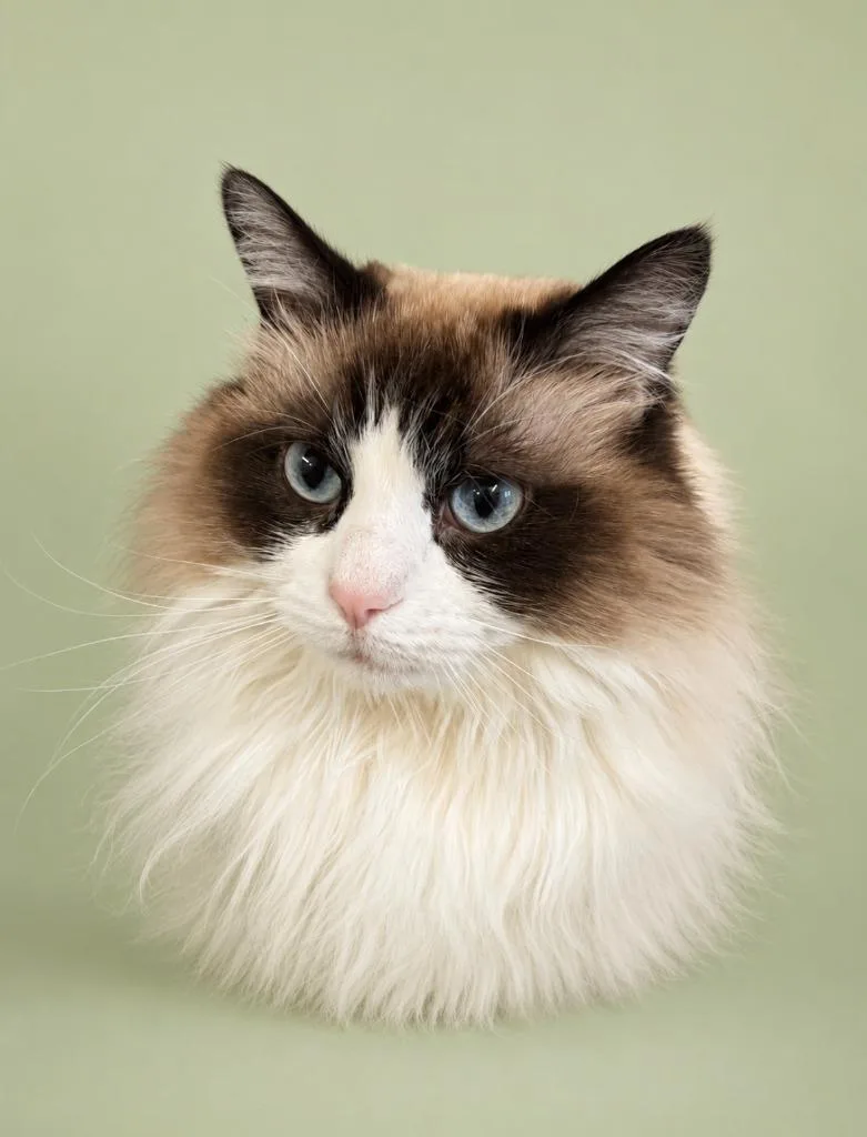 An adult medium-sized female Domestic Long Hair cat named Sassy for adoption in Rock Springs, WY