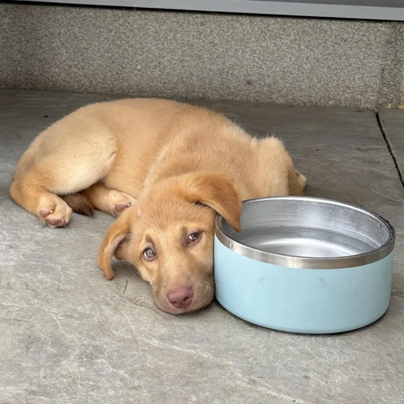 A baby medium-sized female Labrador Retriever dog named Molly fka Fifi for adoption in Minneapolis, MN