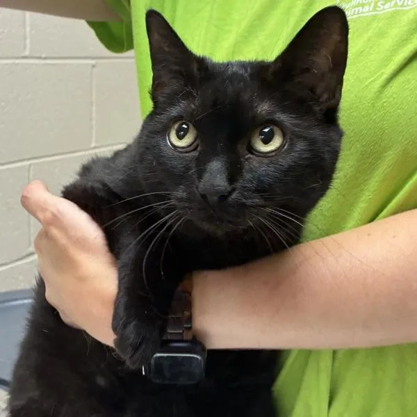 An adult large-sized female Domestic Short Hair cat named Poppy for adoption in Troutdale, OR