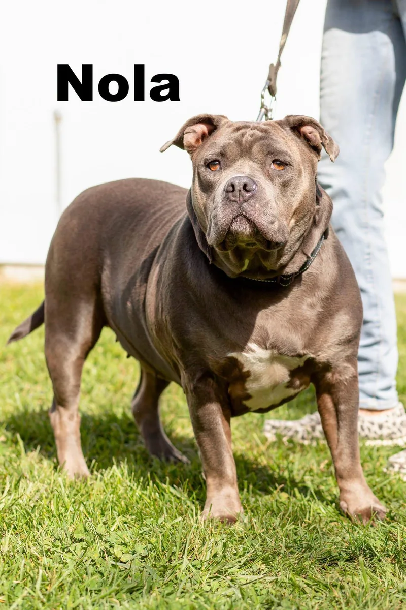 An adult medium-sized female Gray / Blue / Silver Mixed Breed dog named Nola for adoption in Macomb, IL