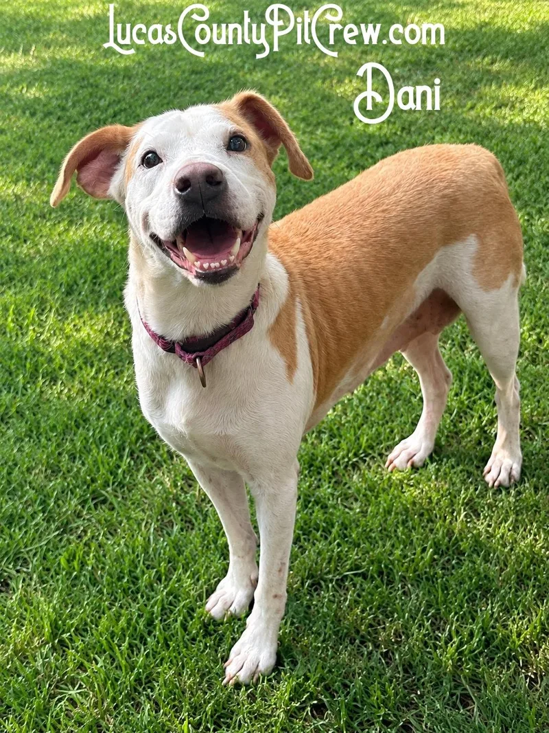 Dani