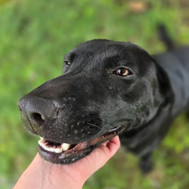 A young medium-sized female Black Mixed Breed dog named Briar for adoption in Huntsville, AL