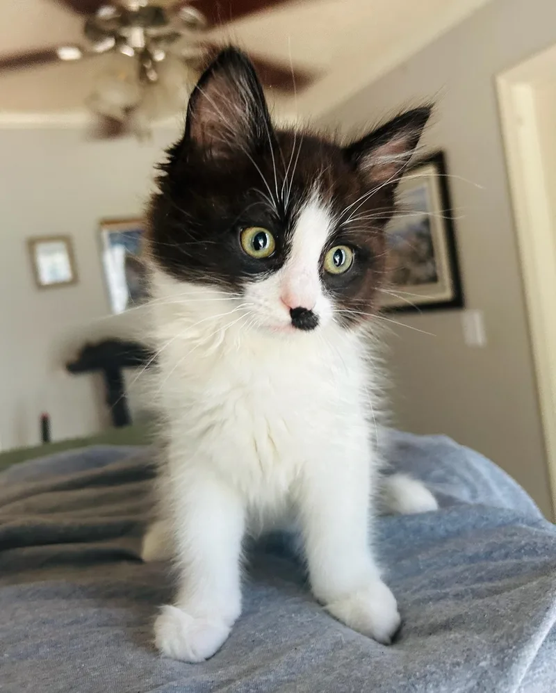A baby medium-sized female Black & White / Tuxedo Domestic Medium Hair cat named Nova for adoption in Calera, AL