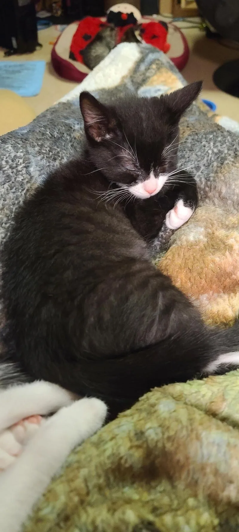 A baby medium-sized male Black & White / Tuxedo Domestic Short Hair cat named Zack for adoption in Stewartsville, NJ