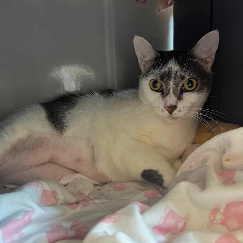 An adult large-sized female White Domestic Short Hair cat named Baby for adoption in West Palm Beach, FL