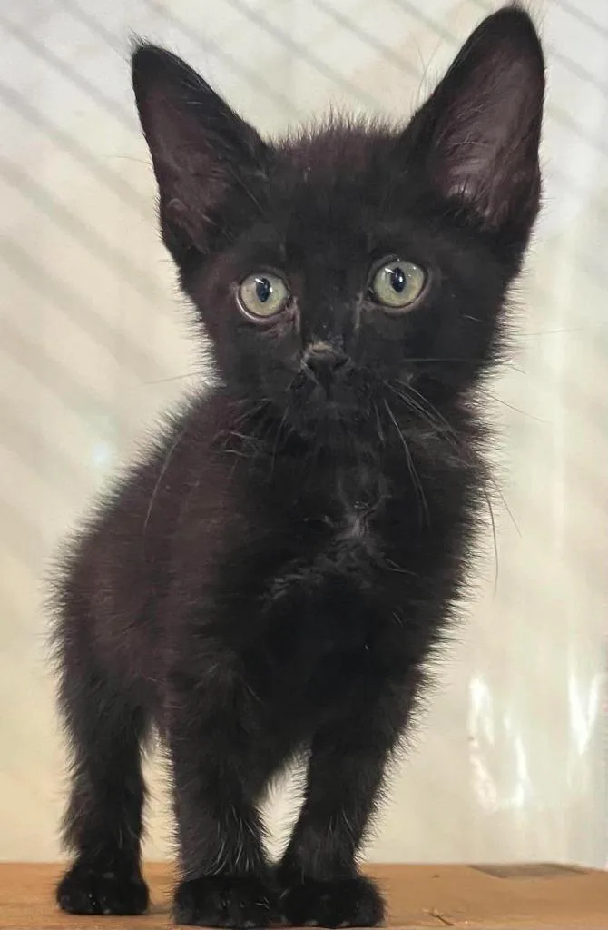A baby medium-sized male Domestic Short Hair cat named Harris for adoption in Hoover , AL
