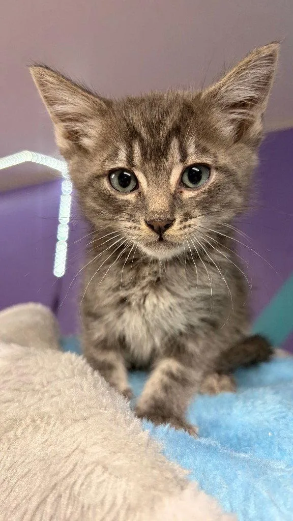 A baby medium-sized male Domestic Short Hair cat named Charm for adoption in Battle Ground, WA