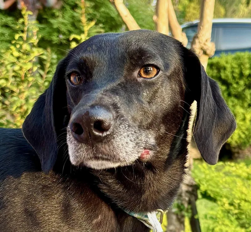 Lacy  What A thumbnail 5