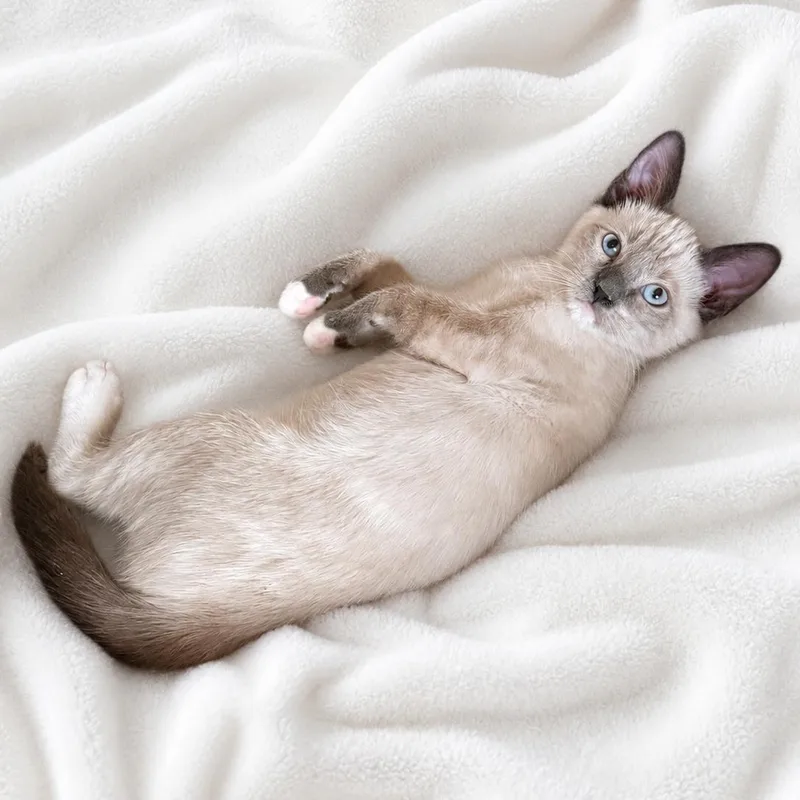 A baby medium-sized male Lilac Point Siamese cat named Bonnies Baby Boy for adoption in Glendora, CA