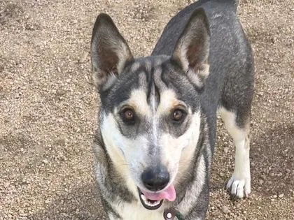 An adult medium-sized male Tricolor (Brown, Black, & White) Mixed Breed dog named Richie for adoption in Georgetown, TX