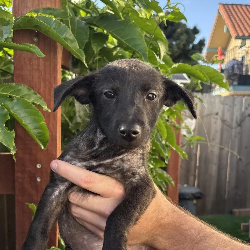 A baby small-sized female Black Terrier dog named Phoenix for adoption in San Diego, CA
